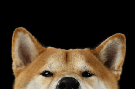 Shiba Inu’s Shiberse Is Taking Shape as SHIB Dev Hints at Progress of Proposal