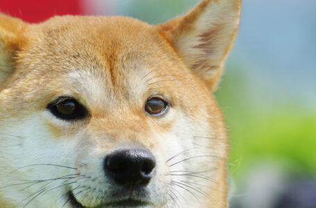 Shiba Inu and Dogecoin Unlikely to Rally in 2022, According to Market Analyst