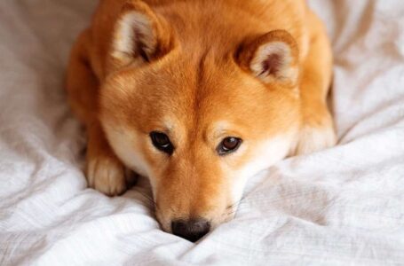 Shiba Inu (SHIB) Team Launches Beta Version of Doggy DAO