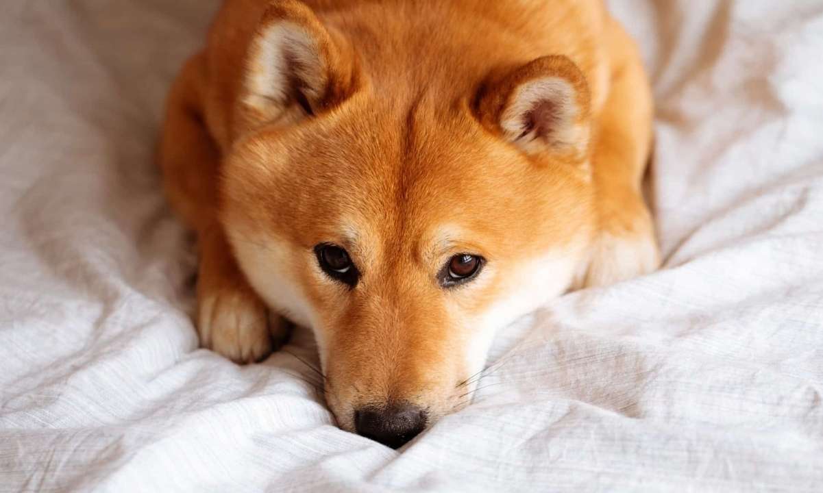 SHIB