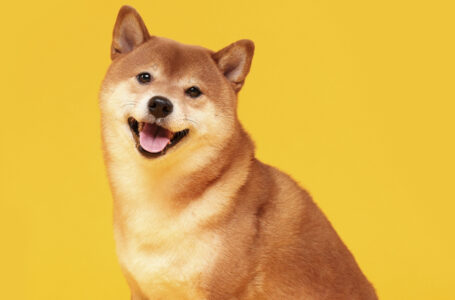 Shiba Inu to Release Additional Projects That Will Burn SHIB: Details