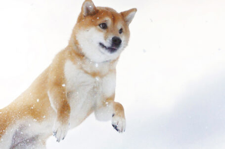Shiba Inu Whales Control 26% of Total Supply of Token: Here’s How It Might Be Bullish