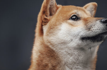 Shiba Inu Outperforms Majority of Cryptocurrency Market