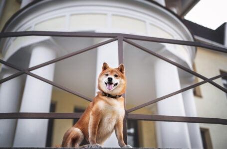 Shiba Inu Games Is “Just the Beginning” of PlaySide Collaboration