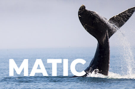 Following MATIC’s 20% Price Increase, Whale Buys 659,765 Tokens