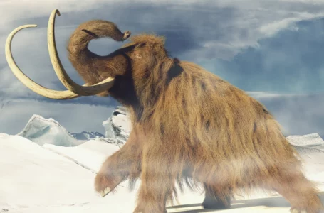 Cardano Creator Invests in Reviving Woolly Mammoths