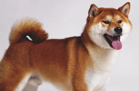 Another 50 Billion SHIB Grabbed by Top ETH Whale, Shiba Inu Ranks Third Largest Held: Details