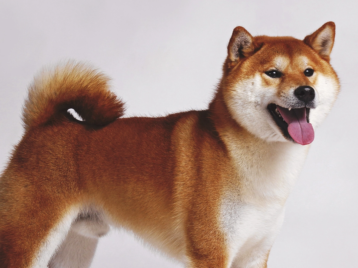 SHIB