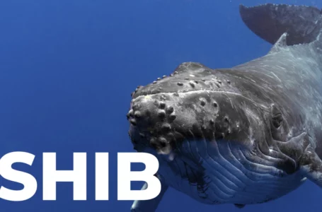 Shiba Inu Whale Grabs Billions of Tokens as SHIB Recovers