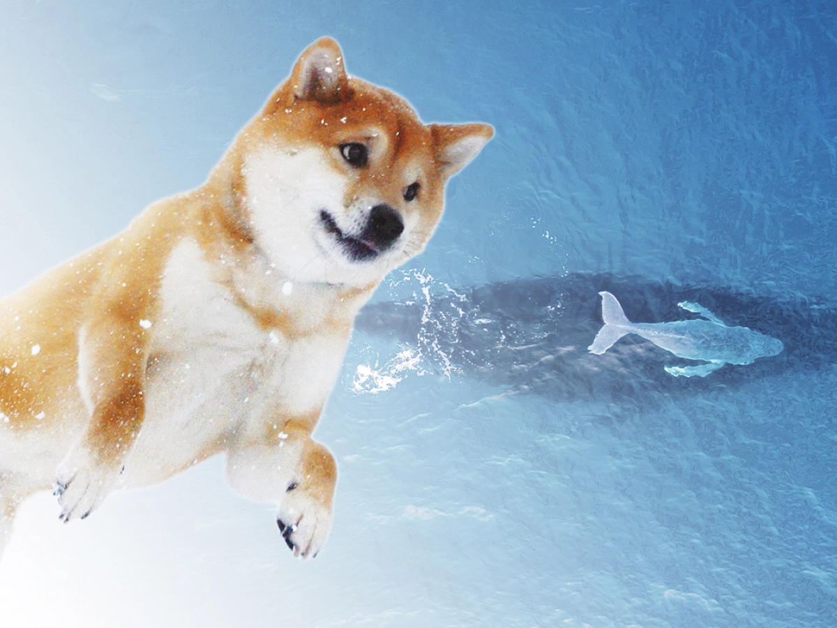 Shiba Inu