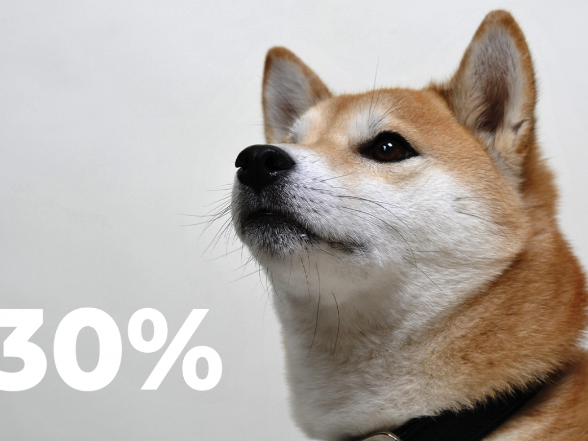 Shiba Inu