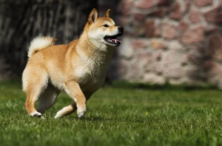 Shiba Inu’s Metaverse Project Is Here. These Are the Top Features