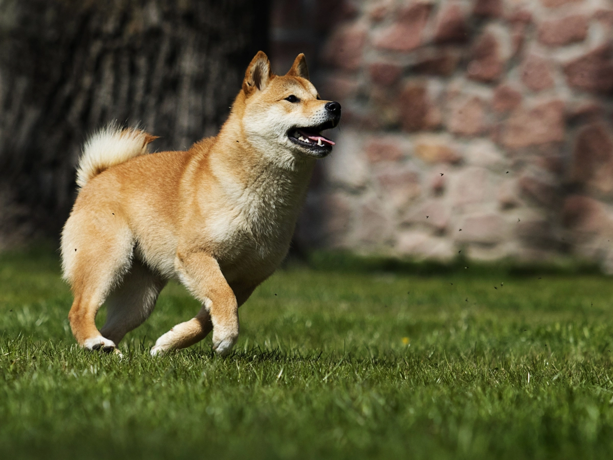 Shiba Inu