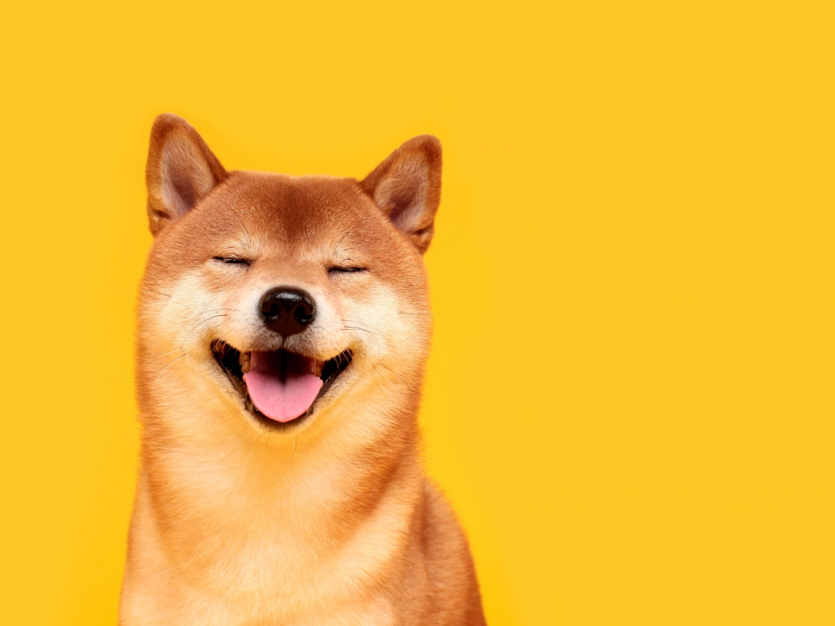 Shiba Inu