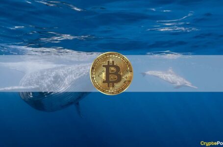 Accumulation: Bitcoin Whale Addresses Reach 10-Month High
