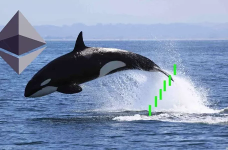 Top Ethereum Whales are Accumulating These Altcoins As Crypto Market Enters Correction Phase