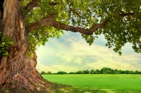 Wisdomtree Launches 3 Crypto ETPs Offering Exposure to Solana, Cardano, Polkadot