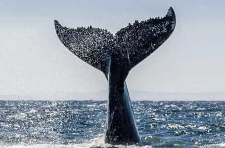Whales Taking “Best Buying Opportunities” as Stablecoins Transactions Spike: Santiment