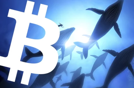 This Bitcoin (BTC) Whale Allocates $1 Million Every Day Regardless of Price. How Much Does He Hold?