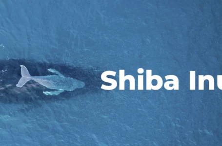 3 Reasons Why Some Ethereum Whales Constantly Buy Shiba Inu Tokens