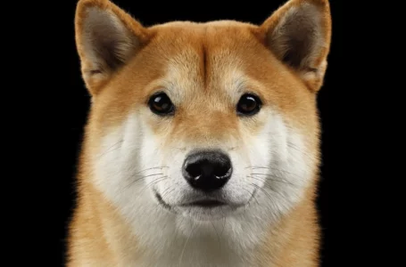 Shiba Inu Is Coming to More Bitcoin of America ATM Locations