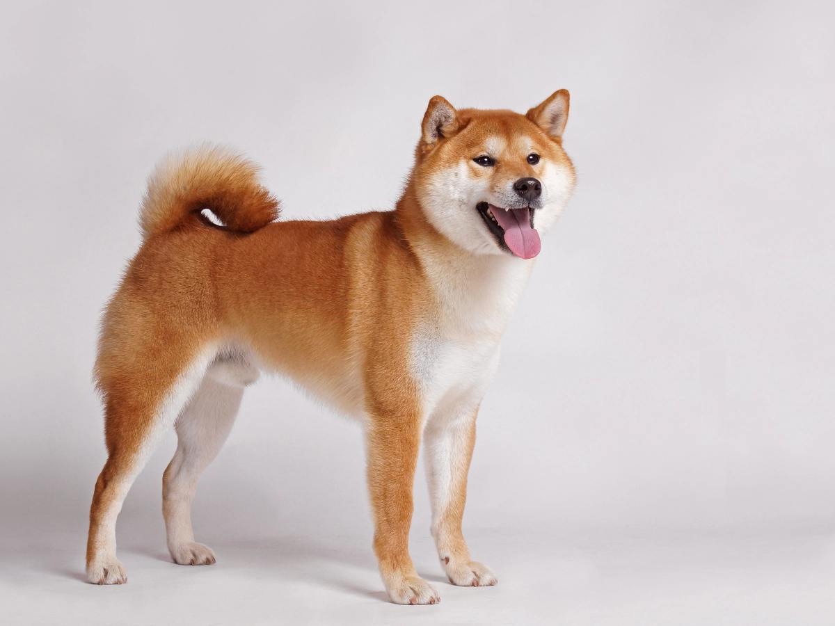 Shiba Inu