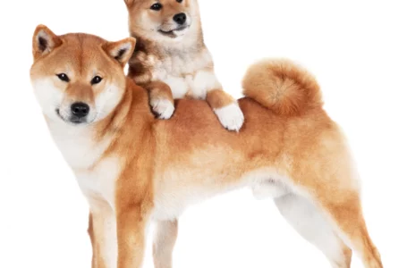 Shiba Inu Lost First Place as Biggest USD-Valued Holding Among Ethereum Whales, As This Token Takes Lead