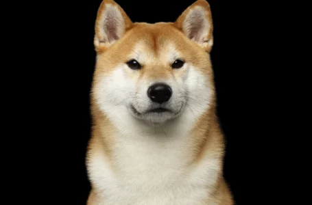 Shiba Inu Can Now Be Used to Purchase Land in SHIB’s Metaverse: Details
