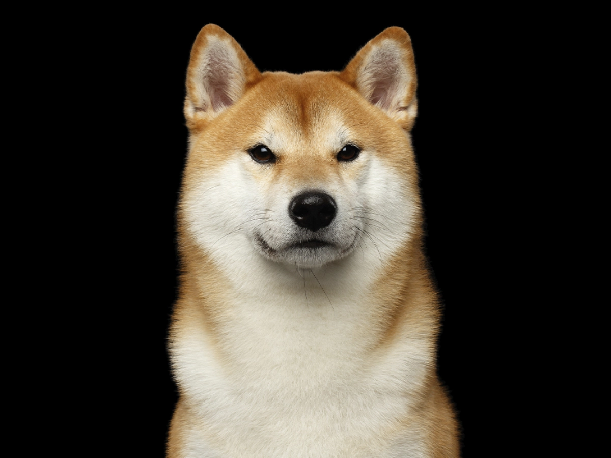 SHIB