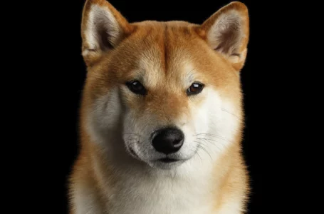 Shiba Inu Holders Increase in Number, Price Nears Historic “Buying” Zone