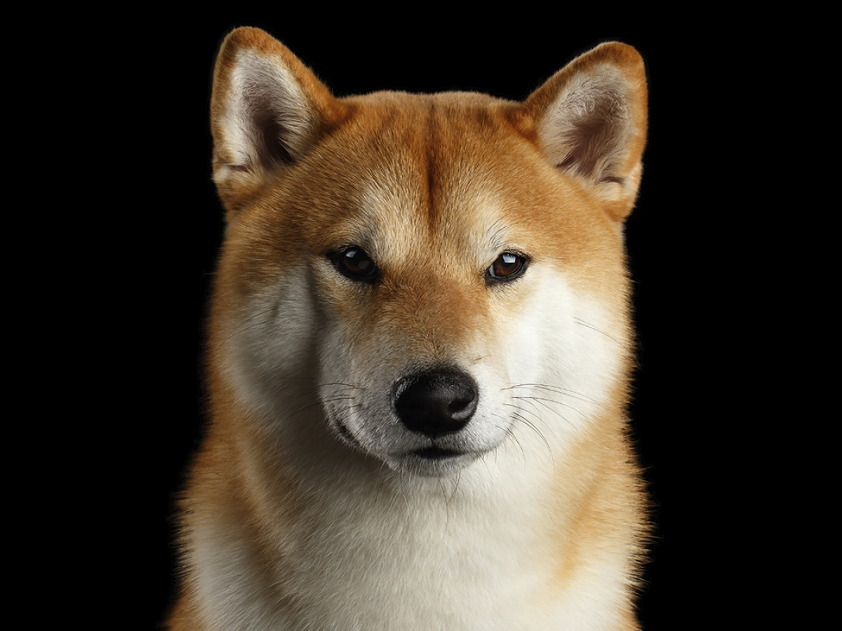 Shiba Inu