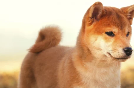 Shiba Inu Price Recovers from Lows, SHIB Daily Large Transactions Increase by 261%