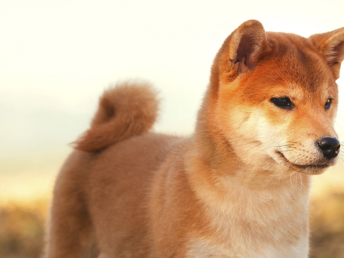 SHIB