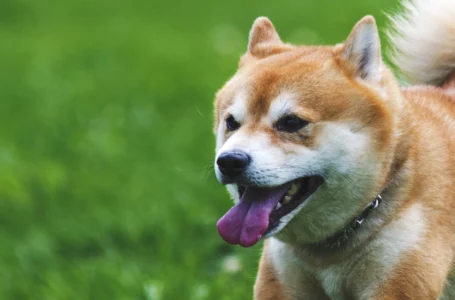 Shiba Inu Holders Keep Adding as Community Hits New Milestones
