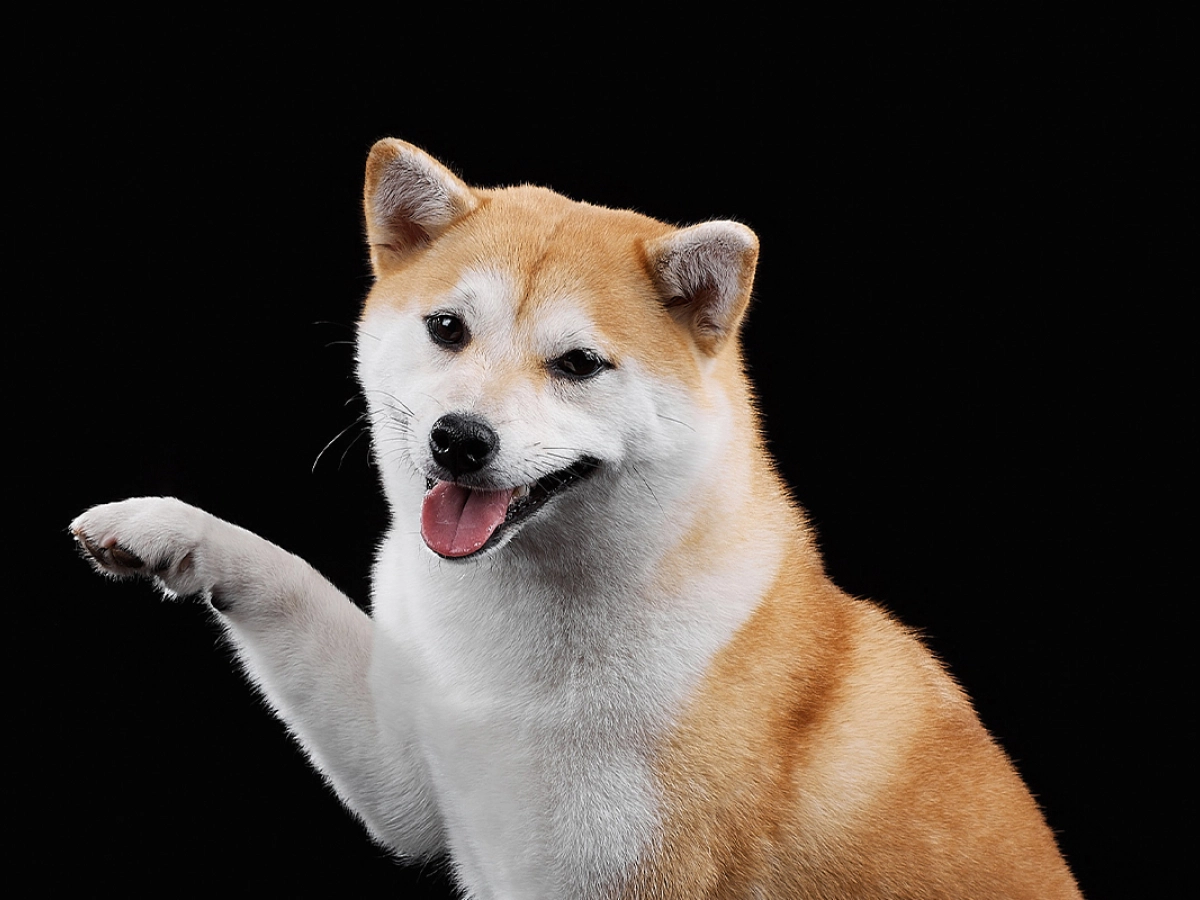 Shiba Inu