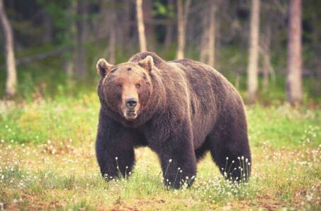 Cardano’s Charles Hoskinson: We Are in a Bear Market
