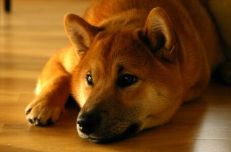 Shiba Inu: Here’s what all that whaling around is doing to SHIB