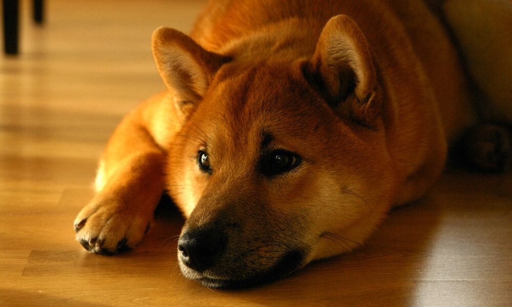 Shiba Inu