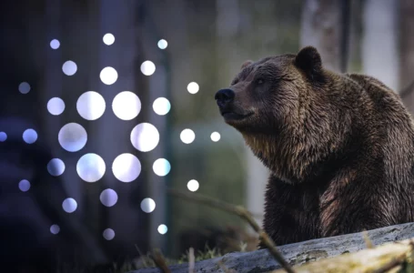 Cardano Creator Says Bear Markets Are “Quite Comfortable”