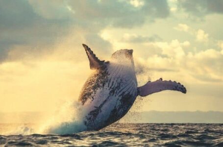 Solend Whale Moves $25M to Another Platform Despite Canceled Plans to Seize Their Wallet