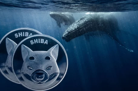 18.8 Million Dogecoin Bought by Whale with 40 Million XRP