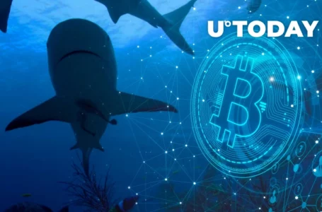 52,000 BTC Bought by Bitcoin Sharks Over Past Month: Report