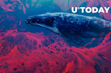 Institutional Whales Are Waiting to “Buy the Blood,” Messari Report