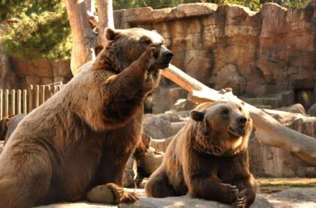 The Current Crypto Bear Market Could Last Another 8 Months: Grayscale