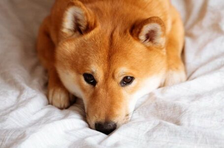 Nobody Cares About Shiba Inu (SHIB) Anymore, And There’s a Reason For It (Opinion)