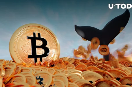 Bitcoin Whales Number Reaches New Local High, and Reason Might Be Simple