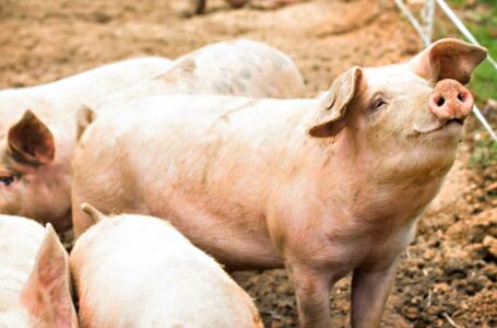 US Authorities Warn of ‘Pig Butchering’ Crypto Scam Becoming Alarmingly Popular