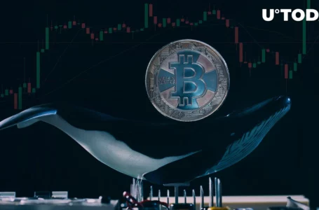 Mysterious Bitcoin Whale Cashes out $95 Million in Gains After Years of “Hodling”
