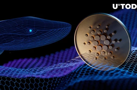 Whales Shifting Attention to Cardano Amid Vasil Optimism: Details