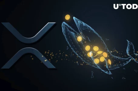 Whales Shift 550 Million XRP as They Might Be Selling